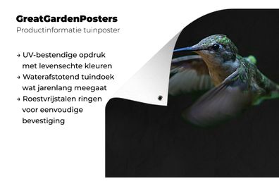 Gartenposter - 200x200 cm - Kolibri - Vogel - Grün (Gr. 200x200 cm)