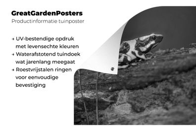 Gartenposter - 200x200 cm - Grüner Pfeilgiftfrosch auf einem Baumstumpf in Costa Rica