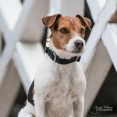 Kentucky Dogwear Halsband Dog Collar "Corduroy" - pinegreen