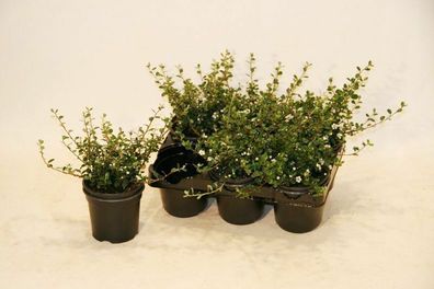 Bodendecker Cotoneaster Frieders Evergreen T.B.9 10-15 cm 100 Stück