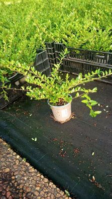 Bodendecker Lonicera nitida Maigrün T.B.11 15-20 75 Stück