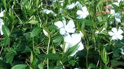 Bodendecker Vinca minor Alba T.B.9 3-5 Triebe 50 Stück