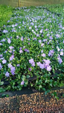 Bodendecker Vinca minor T.B.9 3-5 Triebe 50 Stück