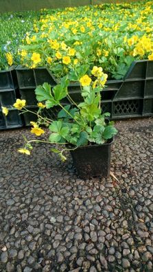 Bodendecker Waldsteinia ternata T.B.9 100 Stück