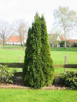 Lebensbaum Thuja occidentalis Smaragd T.B.9 25 cm 100 Stück