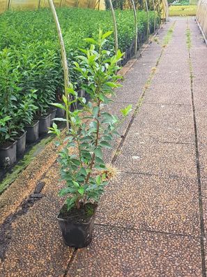 Portugiesischer Kirschlorbeer Prunus lus. Angustifolia T.B.2L 50-60 cm 50 St