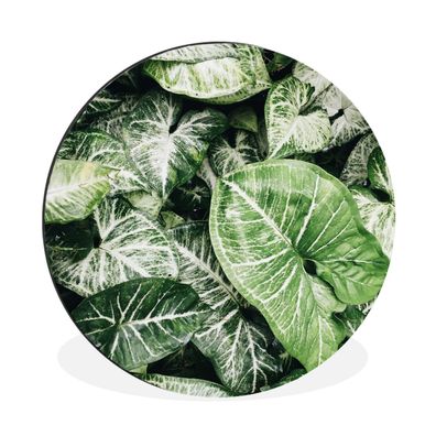 Wandbild Runde Bilder 140x140 cm Blätter - Pflanzen - Natur (Gr. 140x140 cm)