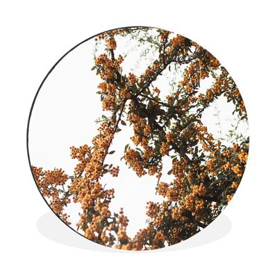 Wandbild Runde Bilder 90x90 cm Blumen - Äste - Natur (Gr. 90x90 cm)