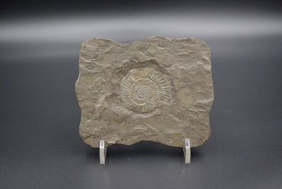 Wanddekoration Fossil Ammonit Schnecke in Schiefer Wandbild Dekoration