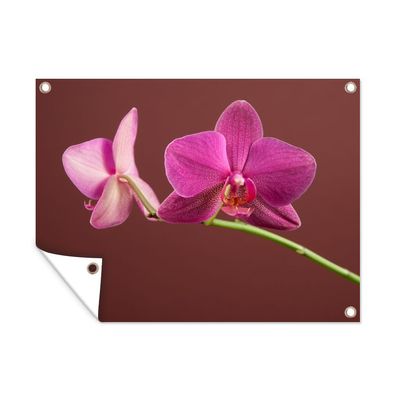 Outdoor-Poster Gartenposter 40x30 cm Blumen - Orchideen - Rosa (Gr. 40x30 cm)