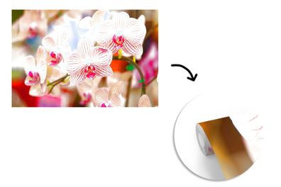 Tapete Fototapete - 435x260 cm Pflanze - Orchidee - Blumen - Rosa - Flora