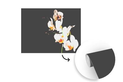 Tapete Fototapete - 295x220 cm Orchideen - Blumen - Pflanzen (Gr. 295x220 cm)