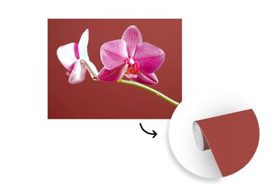 Tapete Fototapete - 400x300 cm Blumen - Orchideen - Rosa (Gr. 400x300 cm)