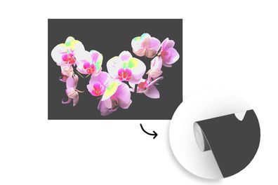 Tapete Fototapete - 350x260 cm Orchideenpflanze - Blume - Rosa (Gr. 350x260 cm)