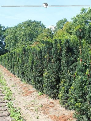 Fruchtende Bechereibe Taxus media Hicksii 100-120 cm im Topf, 20x Heckenpflanze