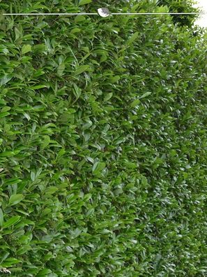 Kirschlorbeer Prunus Caucasica 140-160 cm im Topf, 18x Heckenpflanze (Gr. 140-160)