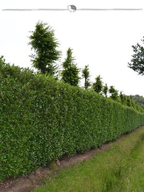 Kirschlorbeer Prunus Caucasica 160-180 cm im Topf, 50x Heckenpflanze (Gr. 160-180)