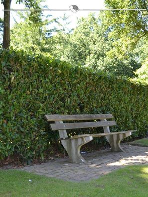Kirschlorbeer Prunus Herbergii 120-140 cm im Topf, 8x Heckenpflanze (Gr. 120-140)