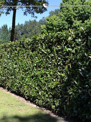 Kirschlorbeer Prunus Herbergii 140-160 cm im Topf, 20x Heckenpflanze (Gr. 140-160)