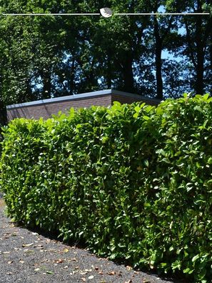 Kirschlorbeer Prunus Novita 140-160 cm im Topf, 10x Heckenpflanze (Gr. 140-160)