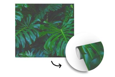 Tapete Fototapete - 220x220 cm Monstera - Blätter - Tropisch - Dschungel