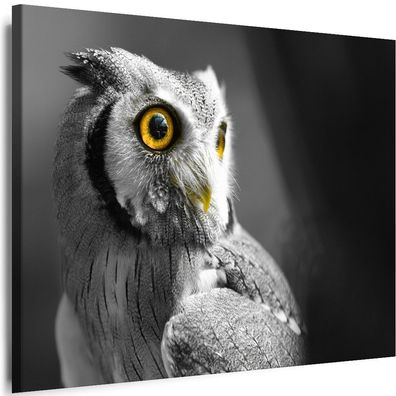 Leinwand Bilder Natur Eule Tiere Vogel Premium Kunst Wandbilder