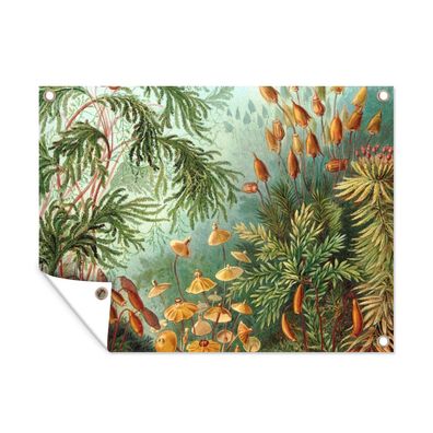 Outdoor-Poster Gartenposter 120x90 cm Alte Meister - Kunst - Muscinae - Haeckel