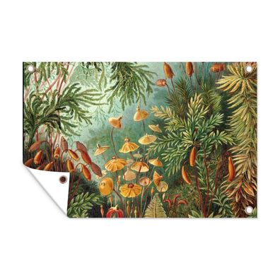 Outdoor-Poster Gartenposter 120x80 cm Alte Meister - Kunst - Muscinae - Haeckel