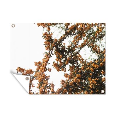Outdoor-Poster Gartenposter 80x60 cm Blumen - Äste - Natur (Gr. 80x60 cm)