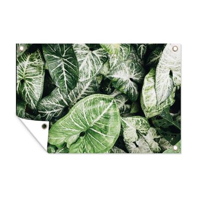 Outdoor-Poster Gartenposter 60x40 cm Blätter - Pflanzen - Natur (Gr. 60x40 cm)
