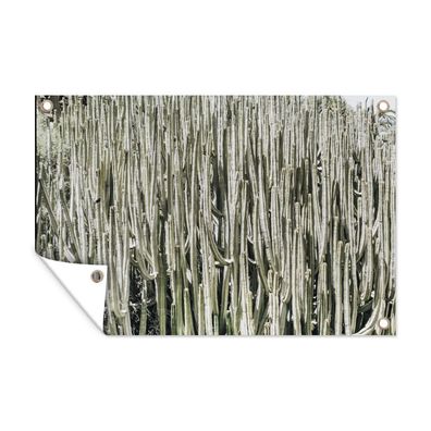 Outdoor-Poster Gartenposter 120x80 cm Kaktus - Natur - Sukkulenten (Gr. 120x80 cm)