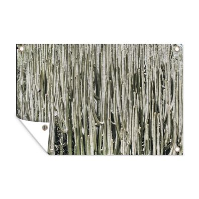 Outdoor-Poster Gartenposter 90x60 cm Kaktus - Natur - Sukkulenten (Gr. 90x60 cm)
