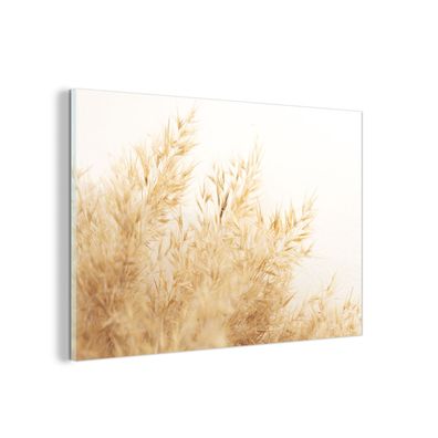 Glasbild Glasfoto Wandbild 60x40 cm Weizen - Natur - Sonne (Gr. 60x40 cm)