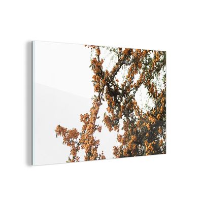 Glasbild Glasfoto Wandbild 60x40 cm Blumen - Äste - Natur (Gr. 60x40 cm)