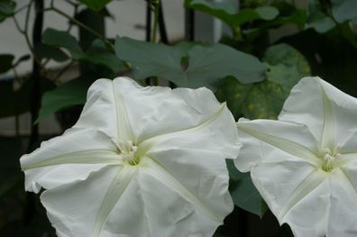 Mondwinde (Ipomoea alba) große weiße Blüten (Engelstrompete Schönmalve Rose)