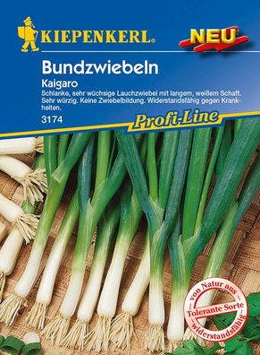 Lauchzwiebel Kaigaro, sehr wüchsige, schmackhafte Sorte mit sehr langen, weißen ...