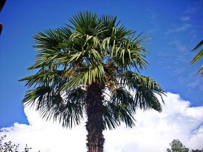 Chinesische Hanfpalme - Trachycarpus fortunei - Winterharte Palme - Palmen