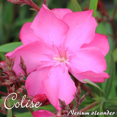 Oleander "Colise" - Nerium oleander - Größe C03