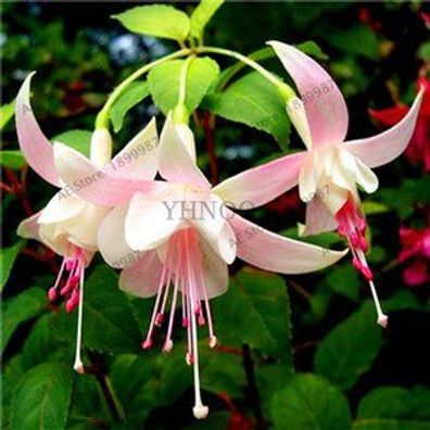 Fuchsia Hybrida Hort Samen Bonsai Laterne Blumen, Für Garten Haus Zimmerpflanze