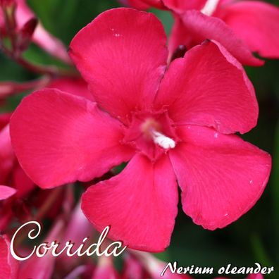 Oleander "Corrida" - Nerium oleander - Größe C03