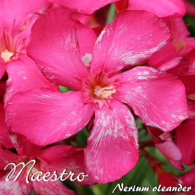 Oleander "Maestro" - Nerium oleander - Größe C03