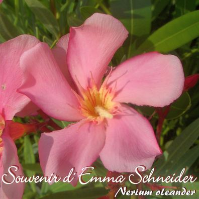 Oleander "Souvenir d' Emma Schneider" - Nerium oleander - Größe C03