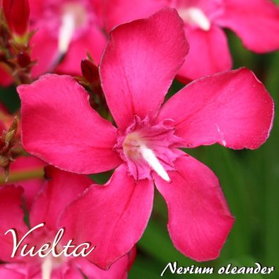 Oleander "Vuelta" - Nerium oleander - Größe C03