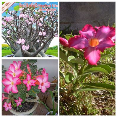 Tropische Wüstenrose - Adenium Obesum - 3 Samen dieser wunderschönen Pflanze