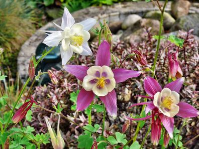 Akelei - wunderschöner Farbenmix - Aquilegia Vulgaris - 100 Frische Samen