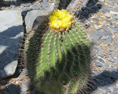 Schmuckkaktus - Ferocactus Glaucescens - 10 Frische Samen