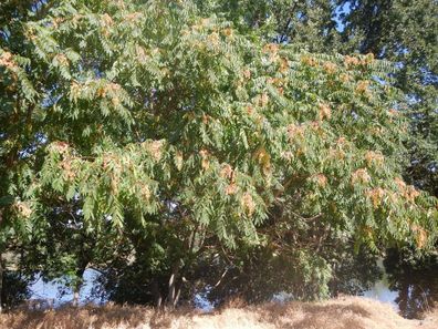 Baum der Götter - Ailanthus altissima - 10 frische Samen - extrem schnell wachsender