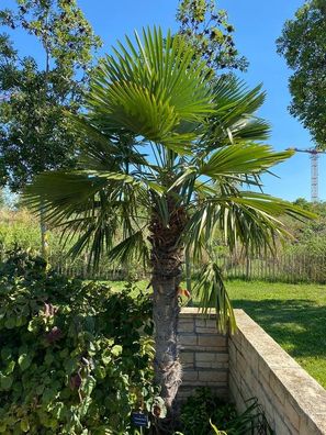 10 Frische Samen - Hanfpalme - Trachycarpus Fortunei - Dekorative winterharte Palme