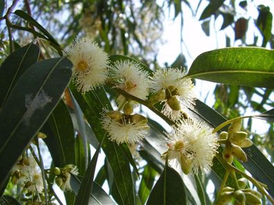 Blauer Eucalyptus - 25 Frische Samen - Eucalyptus Globulus