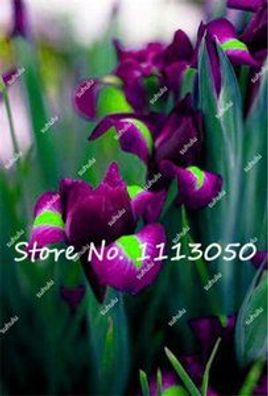 seltene Farbe Iris Samen